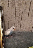 Волнистый попугай с клеткой Стерлитамак
