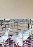 Бакинские бойные голуби Луховицы