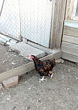 Цыплята Орпингтоны подрощенные Родионово-Несветайская
