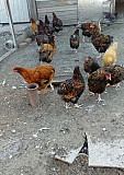 Цыплята Орпингтоны подрощенные Родионово-Несветайская