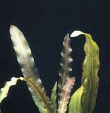 Аквариумные растения : Пистия и Апоногетон жесткол Химки