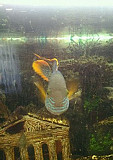 Рыбка аквариумная Чебоксары