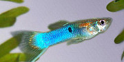 Разные(см.фото) аквариумные рыбки Дзержинск
