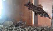 Рыбки аквариумные Ставрово