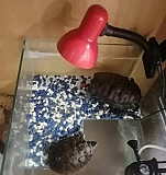 Акватеррариум на 60 литров. черепахи в подарок Аша