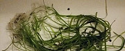 Растение для аквариума валлиснерия + улитки Саратов