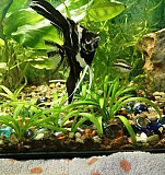 Растения для аквариума Саров