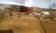 Рыбы гуппи рыбки Красноярка