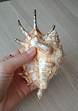Морская раковина Lambis Тюмень