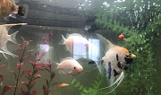 Рыбка Гурами целующие, пара белых Фрязино