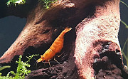 Растения, оранжевые креветки Чебоксары