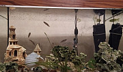 Хищные аквариумные рыбки и растения Балашиха