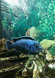 Рыбки аквариумные цихлиды Оренбург
