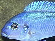 Рыба Малави Зебра голубая Екатеринбург