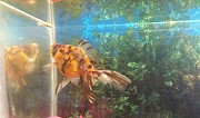 Золотая рыбка Лиски