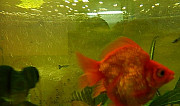 Золотая рыбка "Рюкин"(Goldfish Ryukin) Красноярск