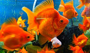 Золотая рыбка "Рюкин"(Goldfish Ryukin) Красноярск