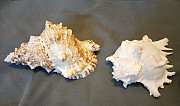 2 Морские раковины, по отдельности 20см и 17 см Тобольск