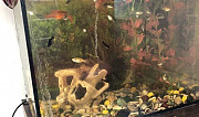 Рыбки и аквариум Биокомбината