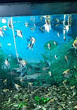 Рыбки аквариумные Михайловка