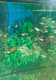 Рыбки аквариумные Михайловка