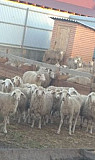 Овцы Урус-Мартан