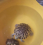 Черепаха красноухая пресноводная Калининград