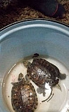 Черепахи Альметьевск