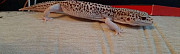 Эублефар,Леопардовый геккон Сочи