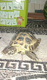 Черепаха Уфа