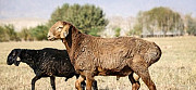 Продам овец эдильбаевской породы Иваново