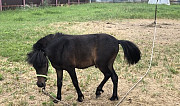 Лошадь,пони Дрезна