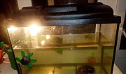 Черепашка с аквариумом Тверь