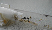 Муравьи messor structor(степной муравей-жнец) Таганрог