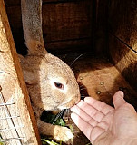 Кролик Рязань