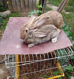 Кролики Череповец