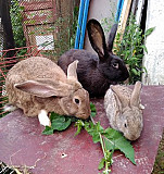 Кролики Череповец
