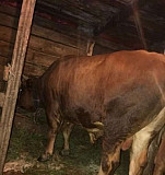 Коровы,быки Гатчина