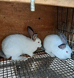 Кролики обмен Астрахань
