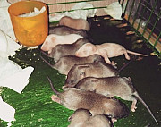 Крысы Валуйки