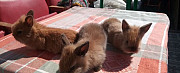 Кролики декоративные Курск