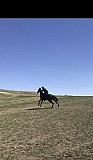 Лошадь жеребец Хасавюрт