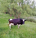 Продам корову Рязань