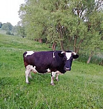 Продам корову Рязань