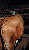 Коровы дойные 4головы, корова подсосная с 2 бычкам Нартан