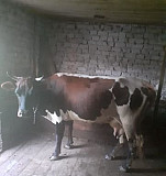Коровы дойные Сунжа