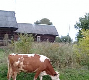 Продам корову Лихославль