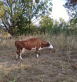 Корова Орлово