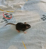 Крысы Будённовск