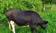 Нетель черно-пестрая от молочной коровы Зюкайка